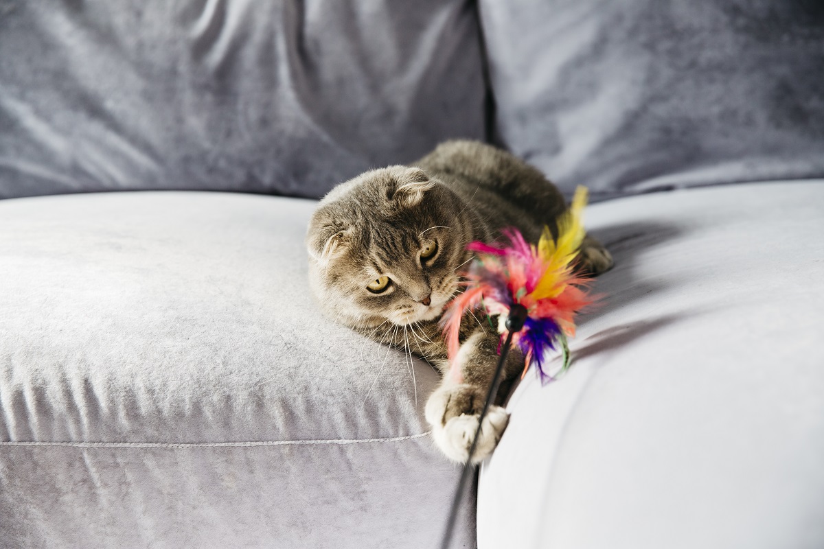 Gato brincando com penas